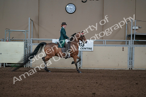 2019 Morgan Horse Show - Sept 01, 2019 - 13338