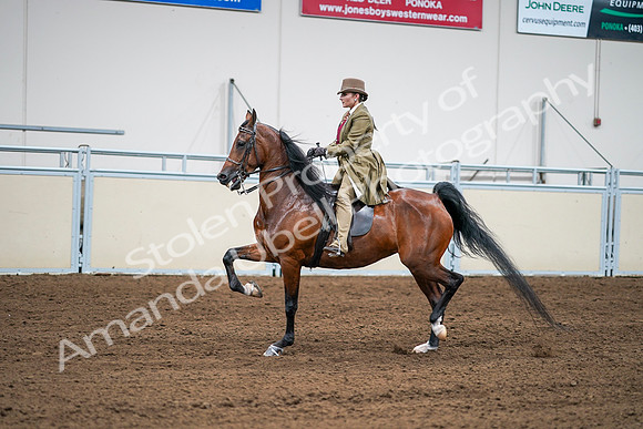 2020 - AB Morgan Horse - Sat, Sept 05 - 08101