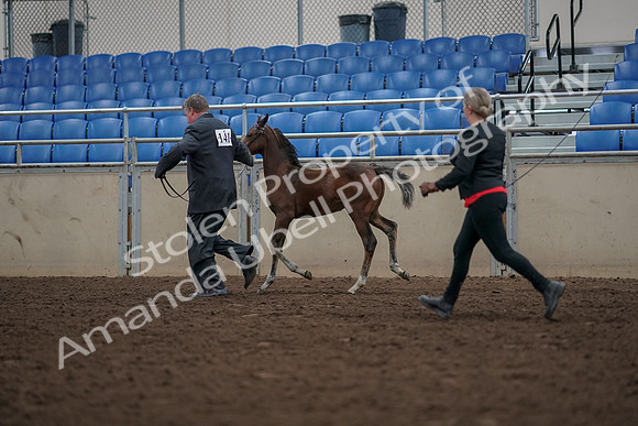 2019 Morgan Horse Show - Aug 31, 2019 - 00428