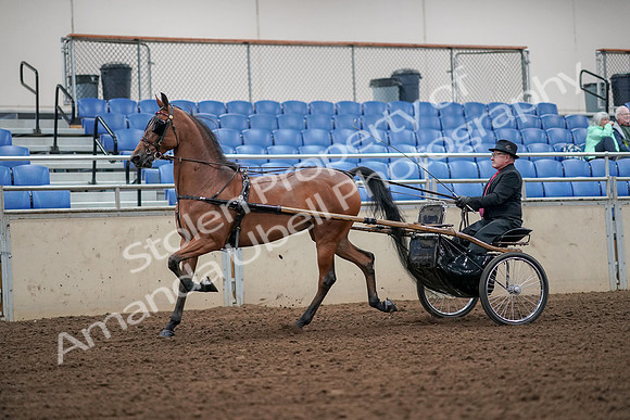 2019 Morgan Horse Show - Aug 30, 2019 - 13192