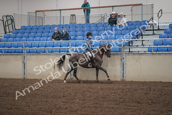 2019 Morgan Horse Show - Aug 31, 2019 - 07483