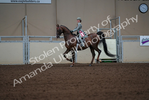 2019 Morgan Horse Show - Aug 30, 2019 - 18236