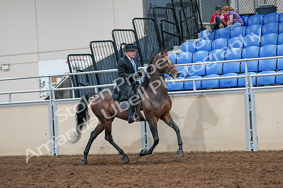 2020 - AB Morgan Horse - Sat, Sept 05 - 08146
