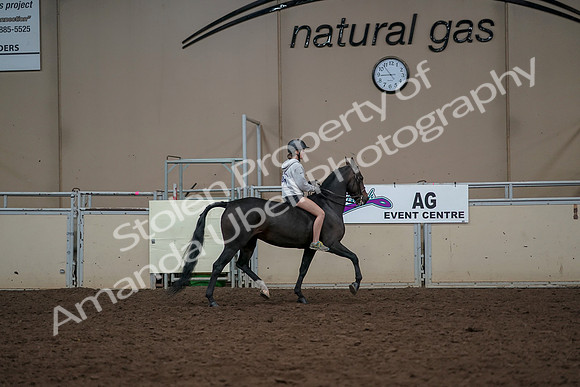 2019 Morgan Horse Show - Aug 30, 2019 - 31445