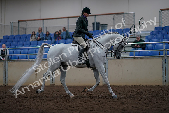 2019 Morgan Horse Show - Aug 31, 2019 - 16145