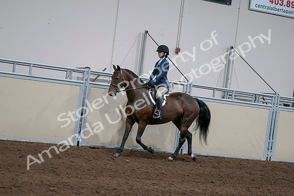 2020 - AB Morgan Horse - Fri, Sept 04 - 05915
