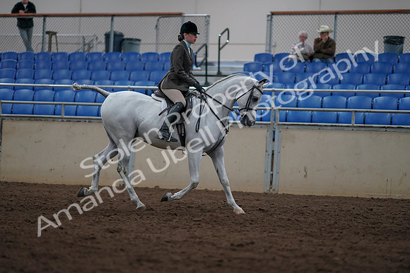 2019 Morgan Horse Show - Sept 01, 2019 - 08874