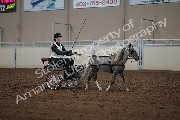 2019 Morgan Horse Show - Aug 30, 2019 - 13418