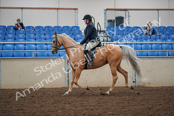 2019 Morgan Horse Show - Aug 30, 2019 - 16236