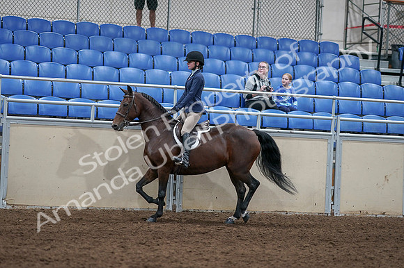 2020 - AB Morgan Horse - Fri, Sept 04 - 05891