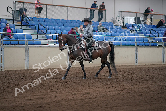2019 Morgan Horse Show - Sept 01, 2019 - 06783