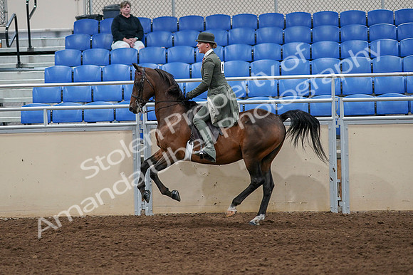 2020 - AB Morgan Horse - Fri, Sept 04 - 03326