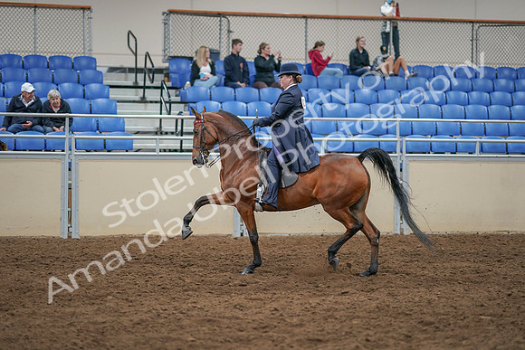 2020 - AB Morgan Horse - Sat, Sept 05 - 09704