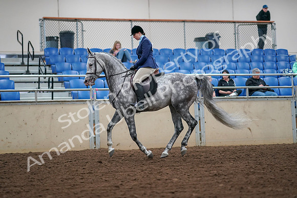 2019 Morgan Horse Show - Aug 30, 2019 - 16293