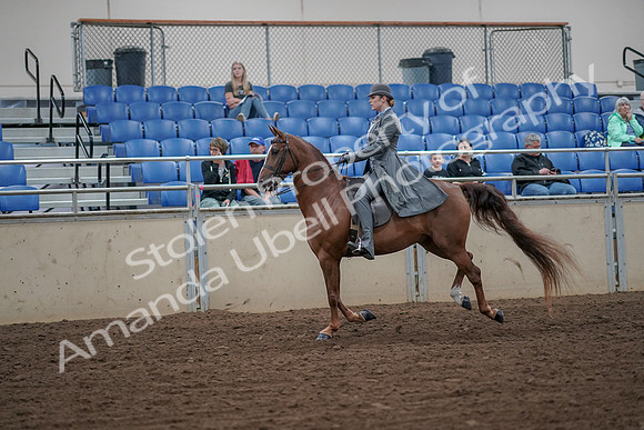 2019 Morgan Horse Show - Aug 30, 2019 - 15563