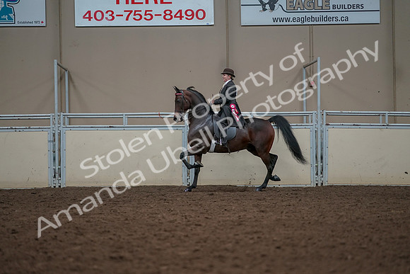 2019 Morgan Horse Show - Aug 30, 2019 - 28334