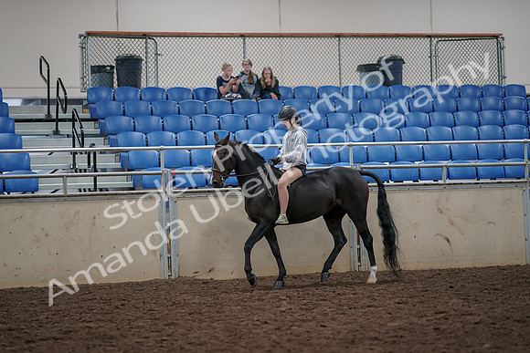 2019 Morgan Horse Show - Aug 30, 2019 - 31218