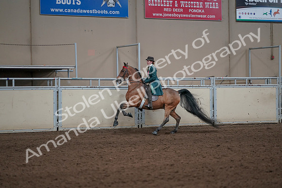 2019 Morgan Horse Show - Sept 01, 2019 - 13233