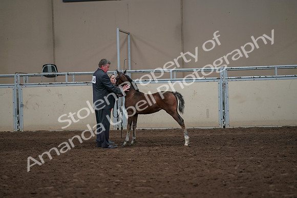 2019 Morgan Horse Show - Aug 31, 2019 - 00474