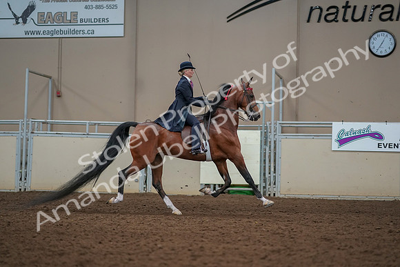 2019 Morgan Horse Show - Aug 30, 2019 - 25302