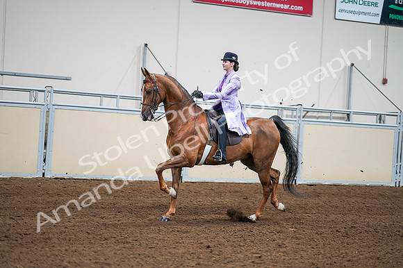 2020 - AB Morgan Horse - Fri, Sept 04 - 04922