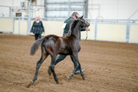 2020 - AB Morgan Horse - Fri, Sept 04 - 06181