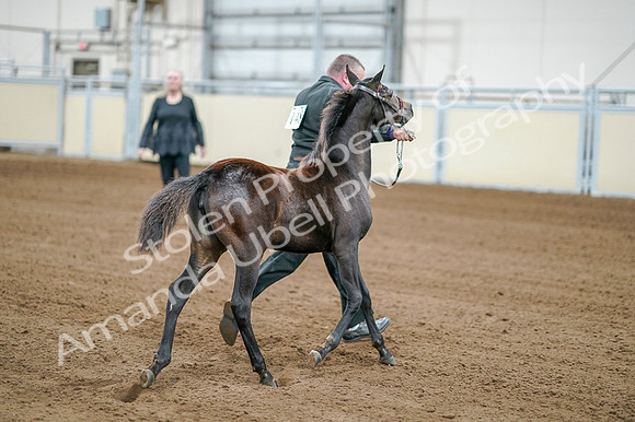 2020 - AB Morgan Horse - Fri, Sept 04 - 06181