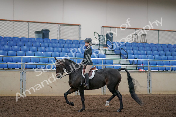 2019 Morgan Horse Show - Aug 30, 2019 - 12131