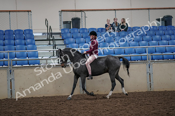 2019 Morgan Horse Show - Aug 30, 2019 - 31152