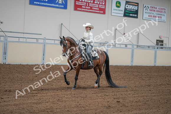 2020 - AB Morgan Horse - Sat, Sept 05 - 09024