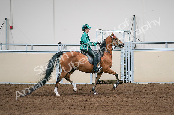 2020 - AB Morgan Horse - Fri, Sept 04 - 08696