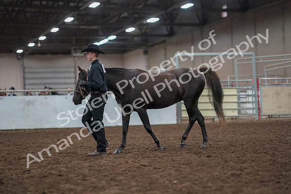 2019 Morgan Horse Show - Aug 31, 2019 - 02029