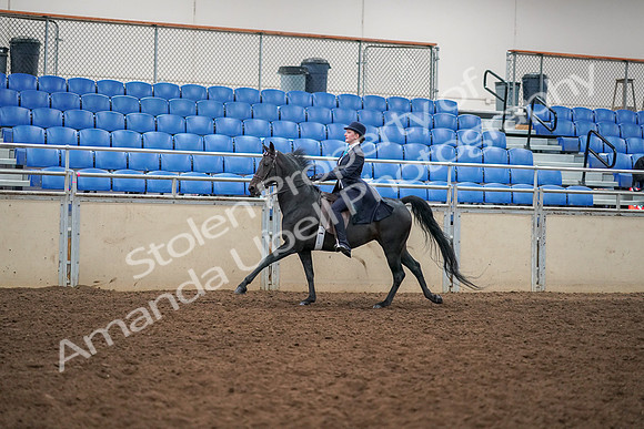 2019 Morgan Horse Show - Aug 30, 2019 - 12333