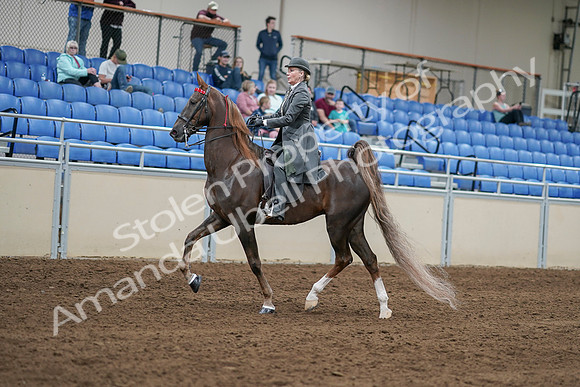 2020 - AB Morgan Horse - Sat, Sept 05 - 06685