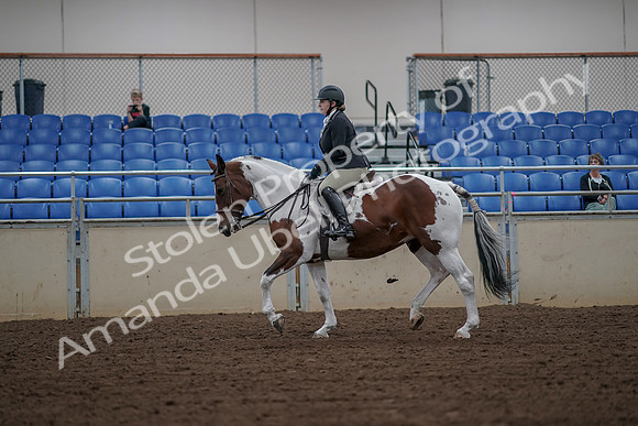 2019 Morgan Horse Show - Aug 30, 2019 - 14930