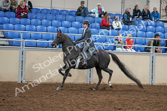 2020 - AB Morgan Horse - Sat, Sept 05 - 13727