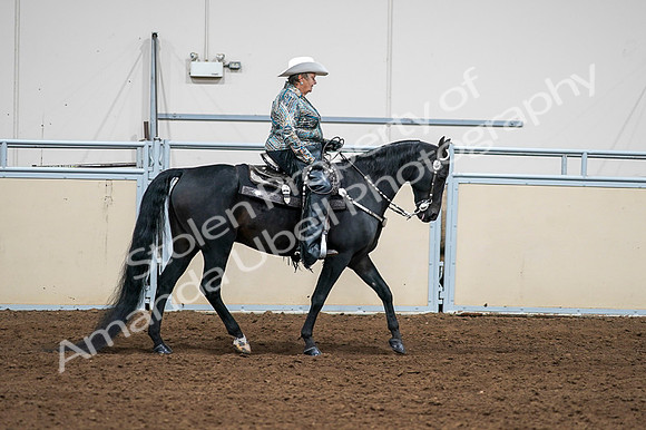 2020 - AB Morgan Horse - Fri, Sept 04 - 03543