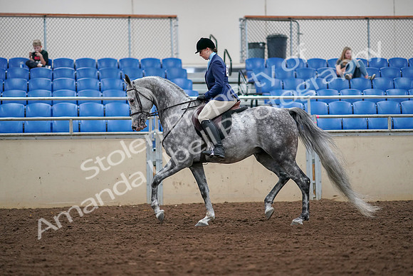 2019 Morgan Horse Show - Aug 30, 2019 - 16056
