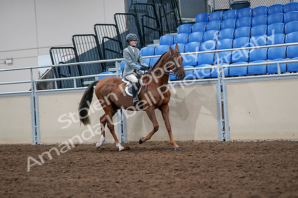 2020 - AB Morgan Horse - Fri, Sept 04 - 03100