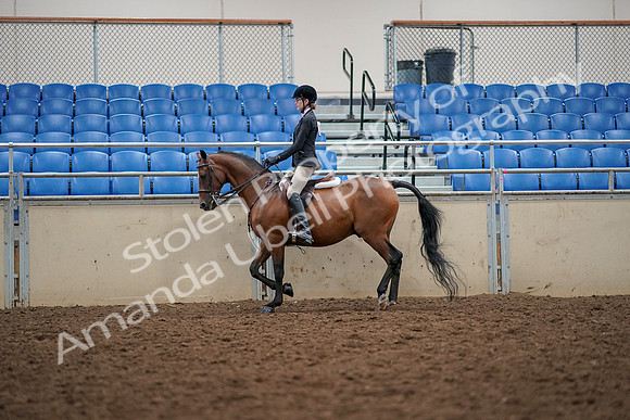 2019 Morgan Horse Show - Aug 30, 2019 - 23142