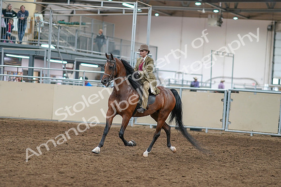 2020 - AB Morgan Horse - Sat, Sept 05 - 05272