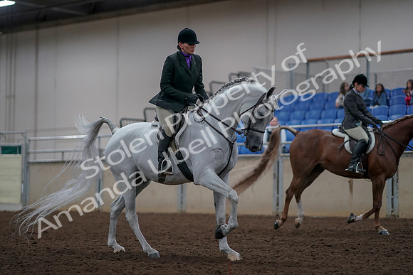 2019 Morgan Horse Show - Aug 31, 2019 - 16115