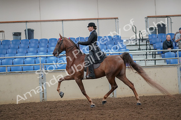 2019 Morgan Horse Show - Aug 30, 2019 - 25062
