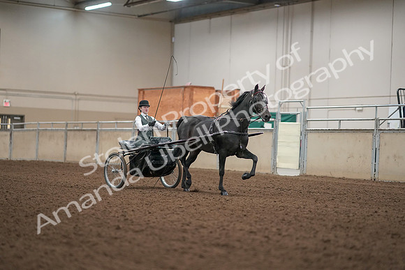 2019 Morgan Horse Show - Aug 31, 2019 - 04746
