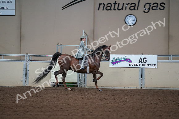 2019 Morgan Horse Show - Aug 30, 2019 - 17942