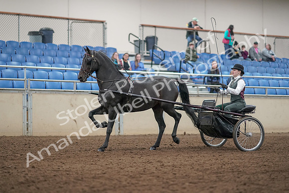 2019 Morgan Horse Show - Aug 31, 2019 - 04667
