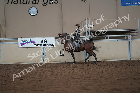 2019 Morgan Horse Show - Aug 30, 2019 - 27898