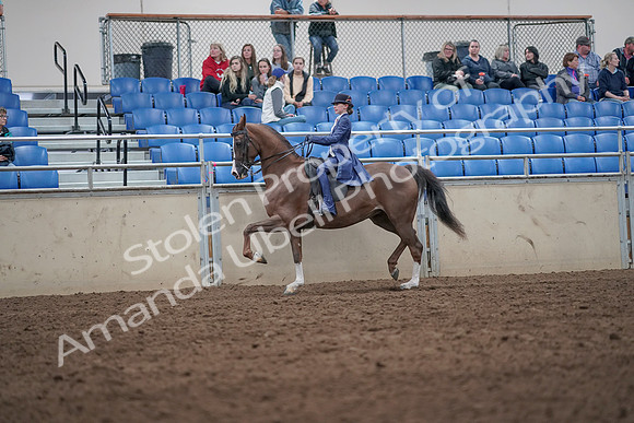 2019 Morgan Horse Show - Aug 31, 2019 - 20558
