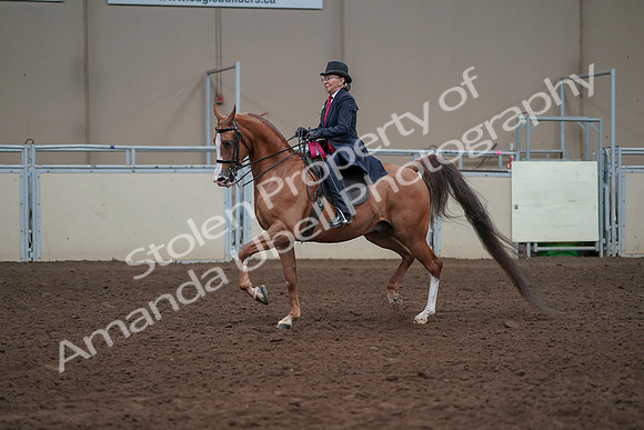 2019 Morgan Horse Show - Sept 01, 2019 - 12125