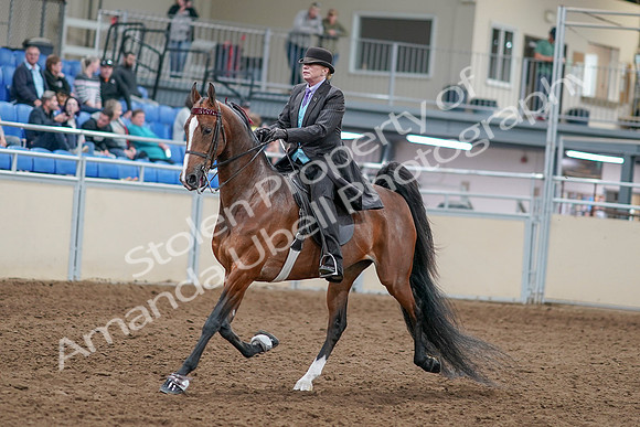 2020 - AB Morgan Horse - Sat, Sept 05 - 12914